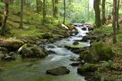 Waldimpression-Vessertal